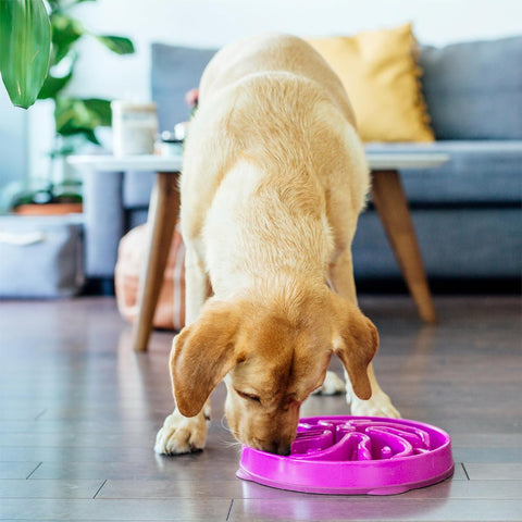 Slow Feeder Dog Bowl – Large Puzzle Maze for Medium & Large Dogs, Helps Prevent Bloat & Aid Digestion, Holds 4 Cups