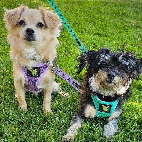EcoBark Dog Harness - Teacup Dog XXXS Small Dogs - Step in Mesh No Pull Mini Body Vest Halter - Puppy Harness - Toy Breed Harness Vest Under 5 pounds lbs (XXXS, Lavender)